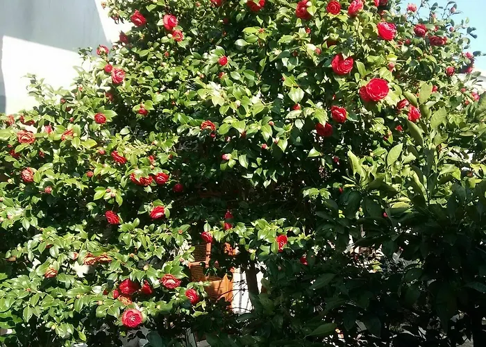 Apartments Villa Mavero *